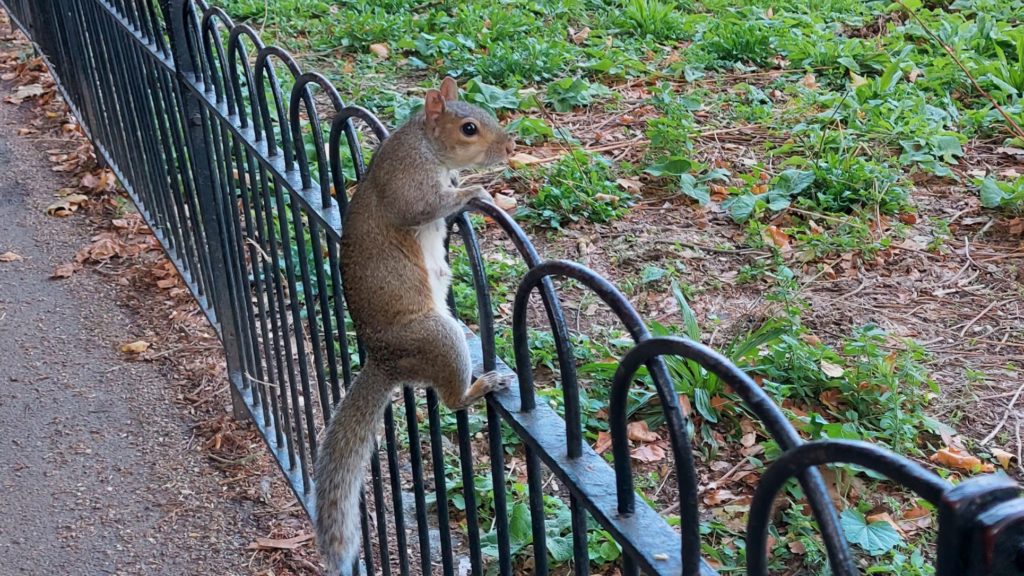 Eichhörnchen am Zaun