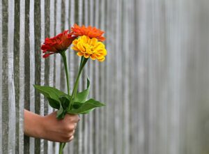 Freude verschenken: Drei Blumen werden durch einen Zaun gereicht